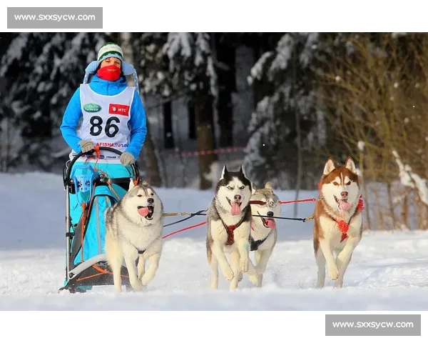 冰原疾驰与人犬默契共舞的国际狗拉雪橇极限竞速巅峰荣耀盛会