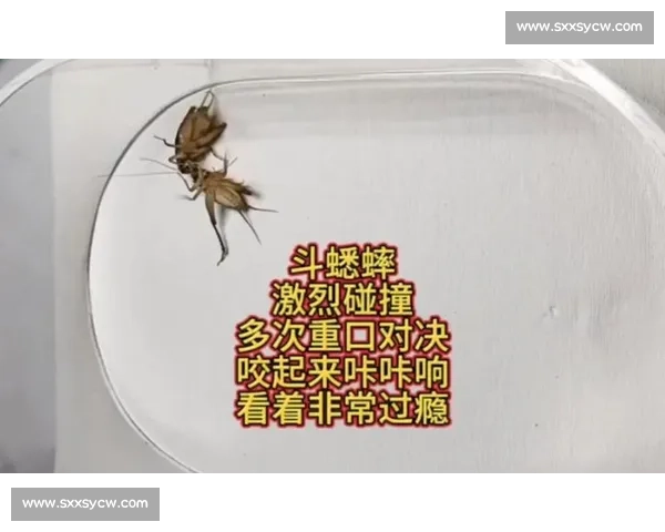高清记录民间蟋蟀比赛视频展现激烈对抗与传统文化魅力精彩瞬间