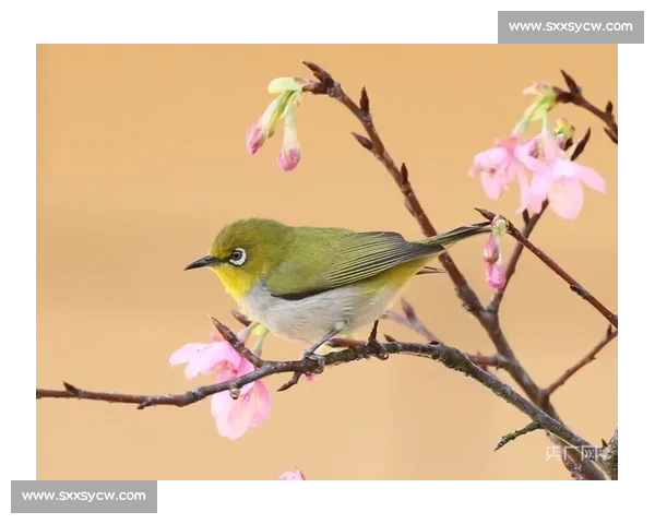 以绣眼鸟比赛为纽带传承技艺推动生态文化交流与城乡共融合